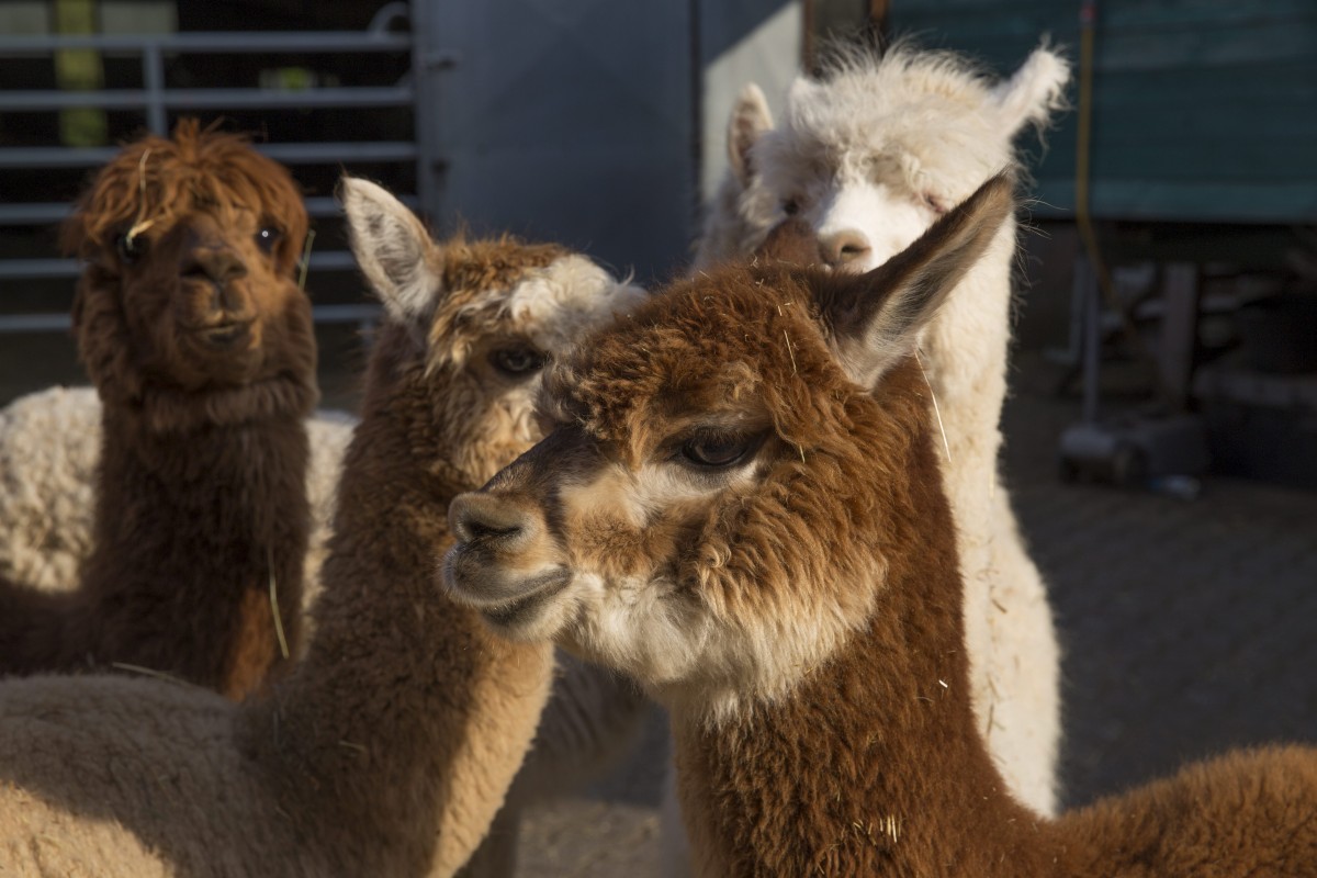 25.05.2018_Editpress_438636