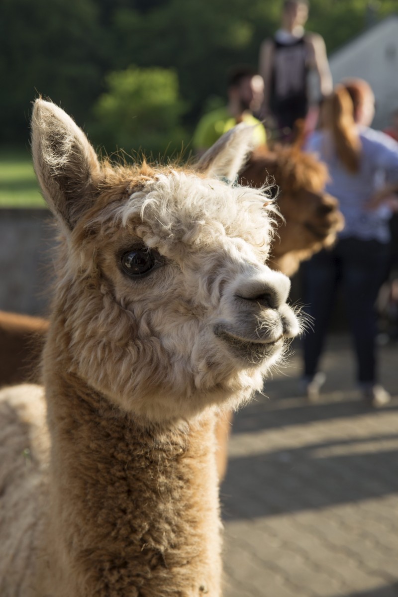 25.05.2018_Editpress_438651