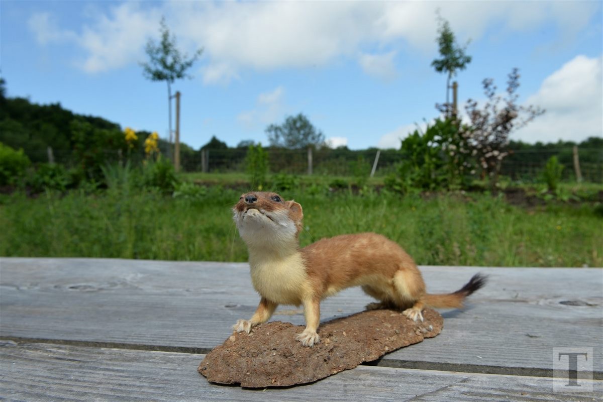 30.05.2018_Editpress_439314