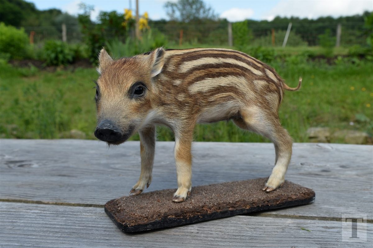 30.05.2018_Editpress_439315