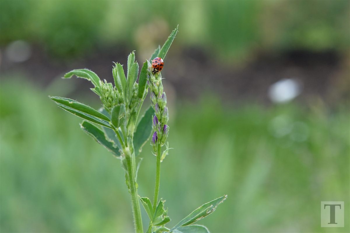 30.05.2018_Editpress_439325