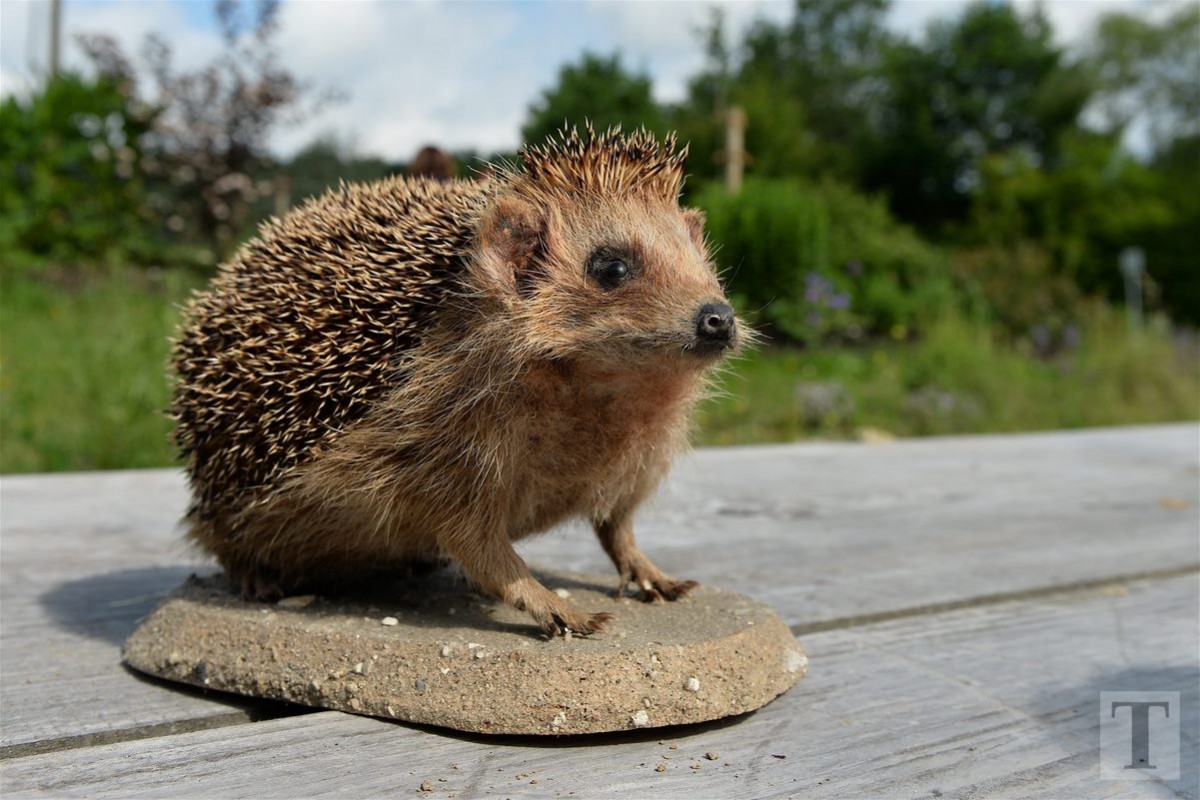 30.05.2018_Editpress_439332