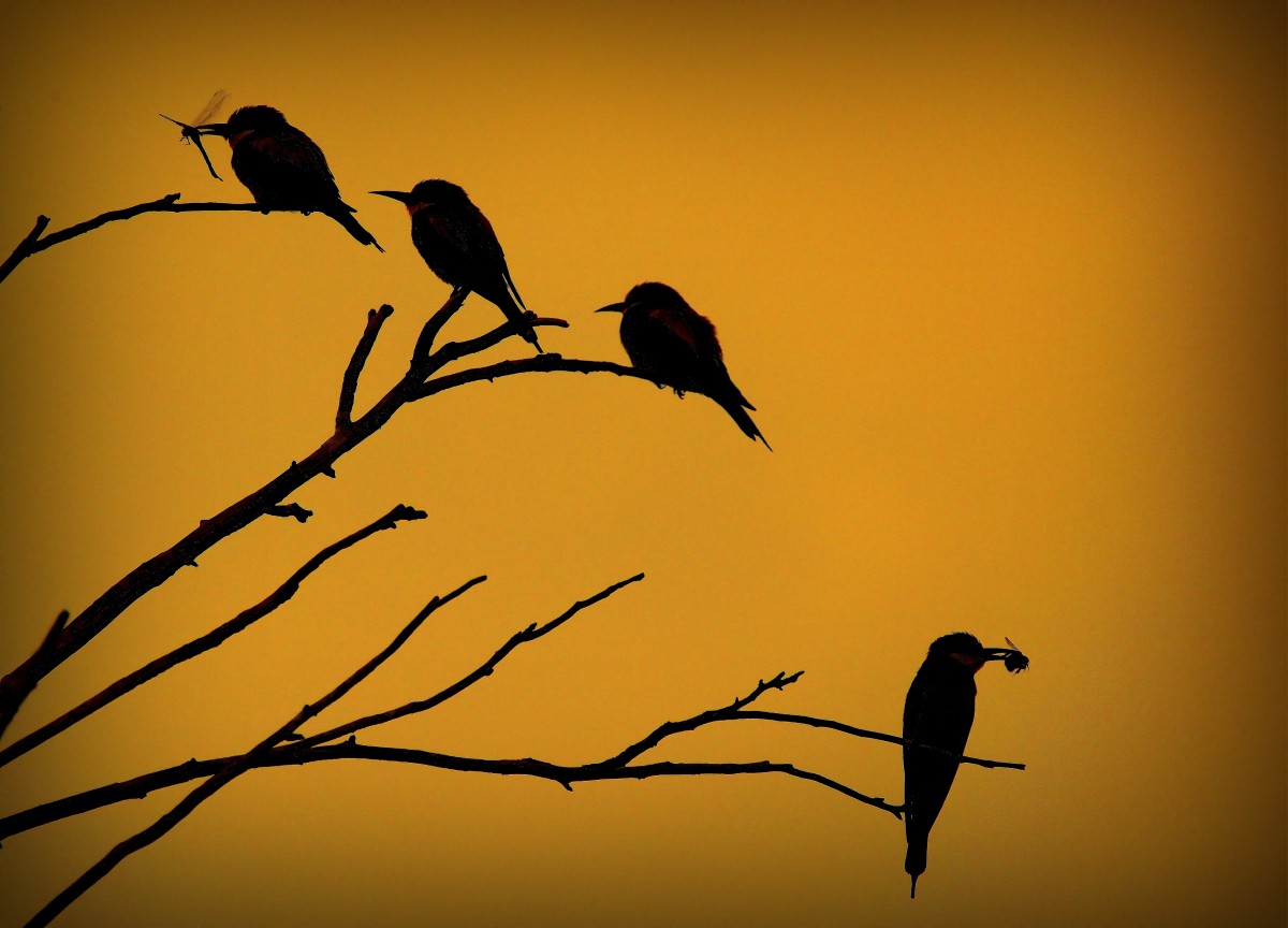 Vogelzwitschern, wo bist du?