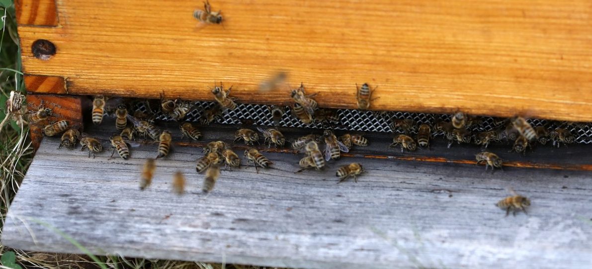Segen für die Natur: Bienenbestand erholt sich in Luxemburg