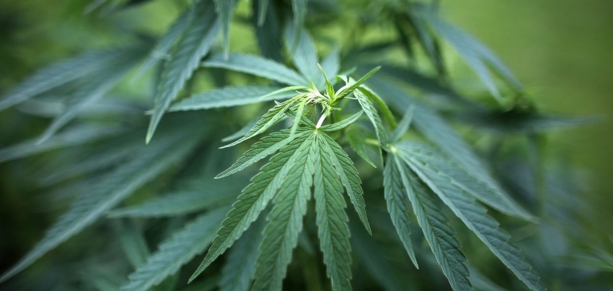 „Keine allgemeine Legalisierung“