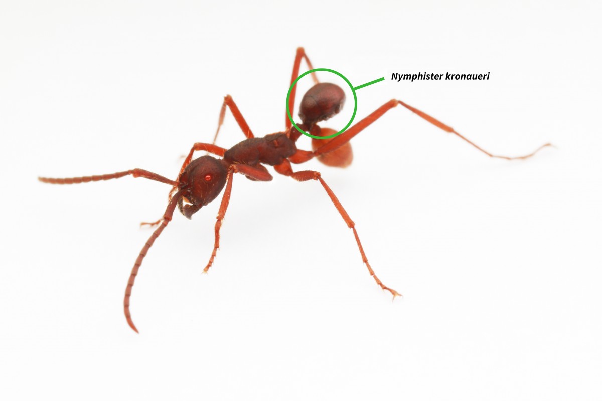 Kaefer_Nymphister_kr_57418655urn_binary_dpa_com_20090101_180523-99-417611-FILED