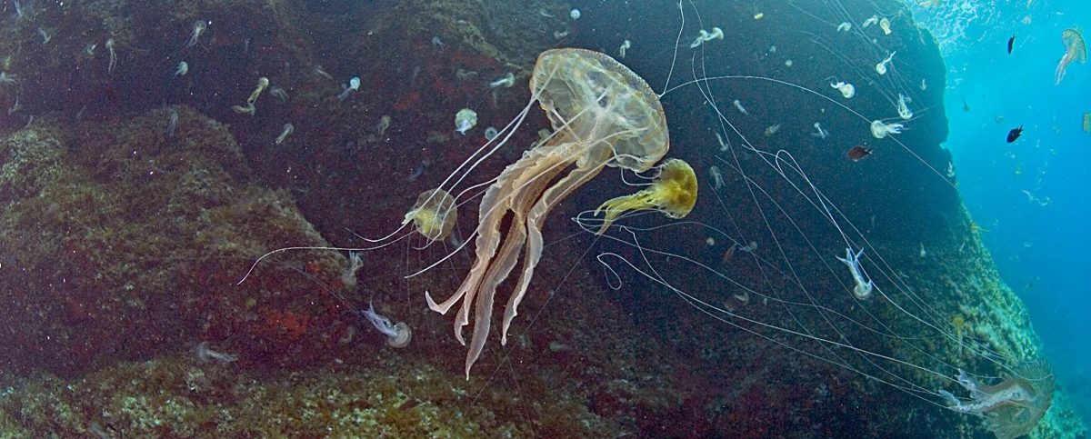 Alarm auf Mallorca: Giftquallen erreichen Ferieninsel