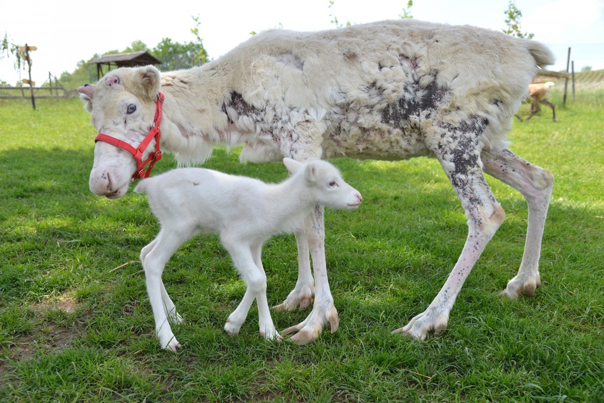 Weisses_Rentierbaby_57394183urn_binary_dpa_com_20090101_180518-90-018950-FILED