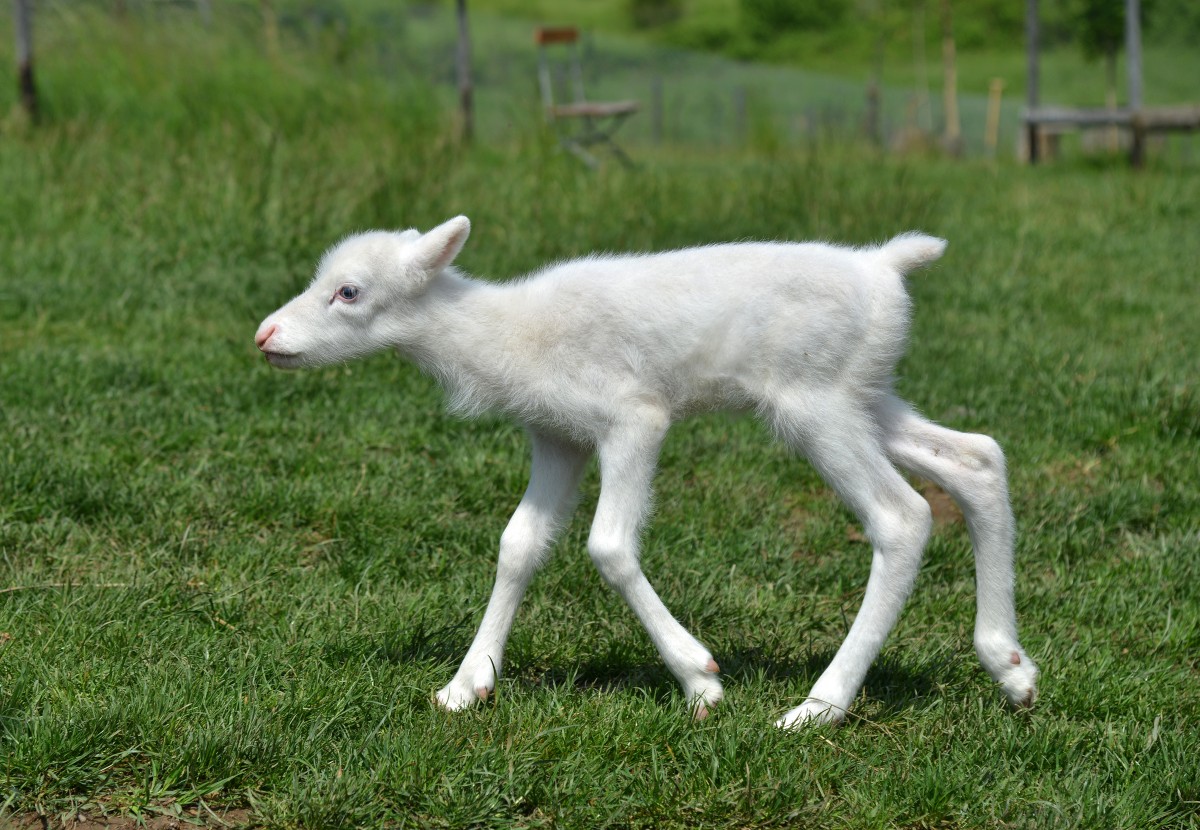 Weisses_Rentierbaby_57394257urn_binary_dpa_com_20090101_180518-90-018991-FILED