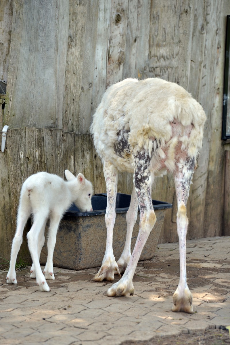 Weisses_Rentierbaby_57394273urn_binary_dpa_com_20090101_180518-90-018960-FILED