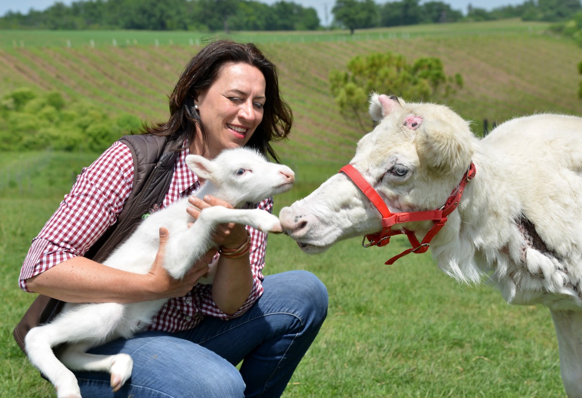 Weisses_Rentierbaby_57394384urn_binary_dpa_com_20090101_180518-90-018945-FILED