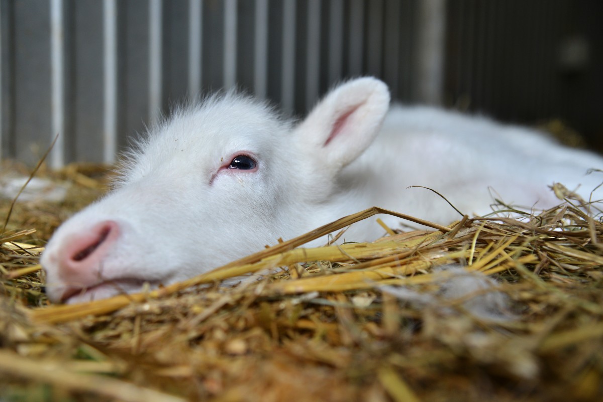 Weisses_Rentierbaby_57394385urn_binary_dpa_com_20090101_180518-90-019019-FILED