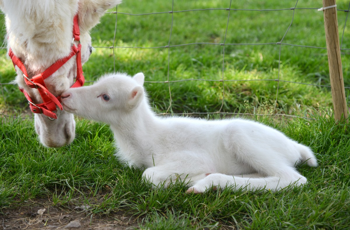 Weisses_Rentierbaby_57394405urn_binary_dpa_com_20090101_180518-90-018957-FILED