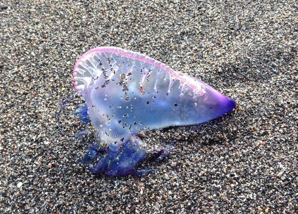 Giftquallen jetzt auch am Strand auf Ibiza angespült