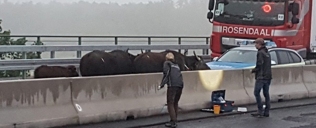 Wasserbüffel laufen auf deutsche Autobahn - Langer Stau