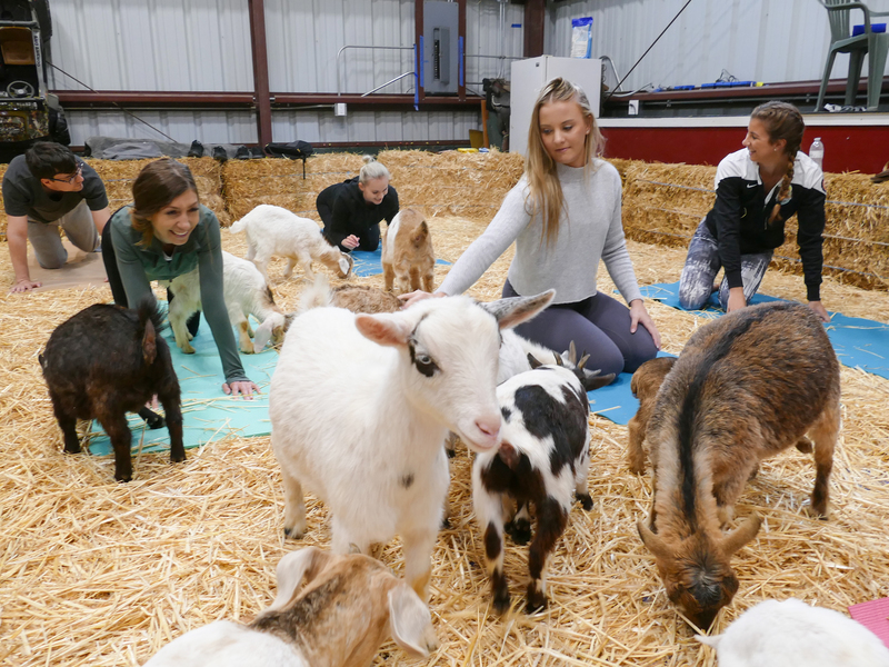 Ziegen-Yoga