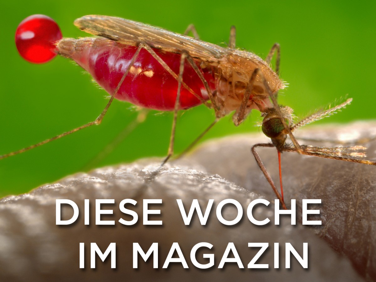 Plagegeister im Anflug