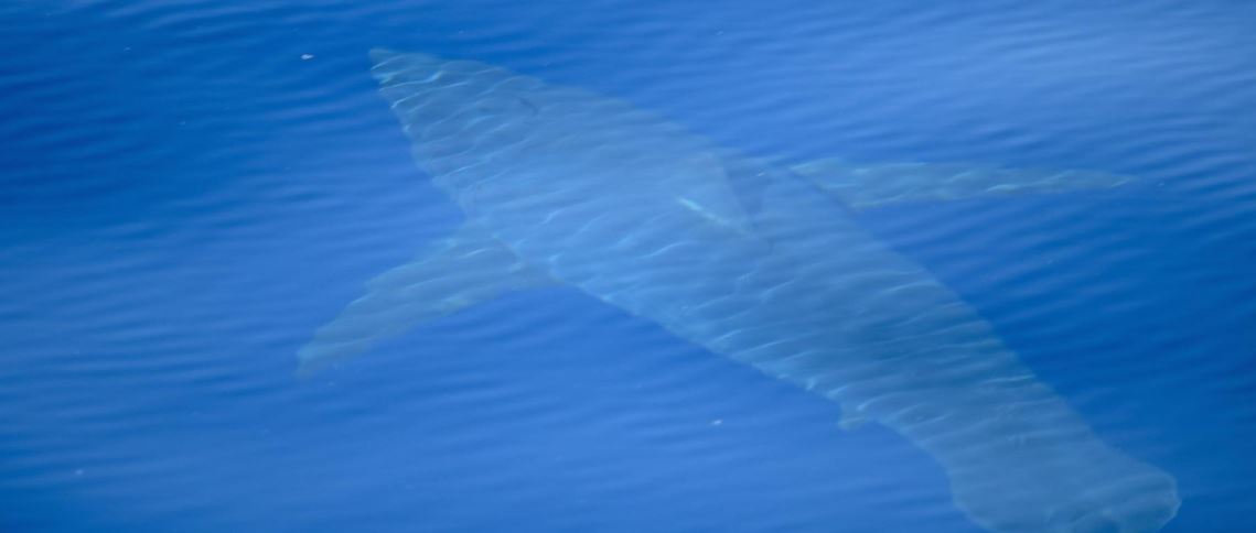 Forscher sichten Weißen Hai vor Mallorcas Küste
