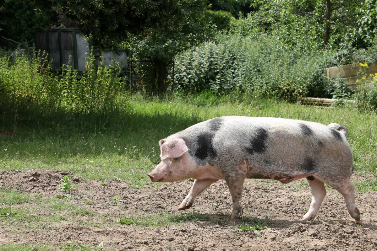 04.07.2018_Editpress_447100