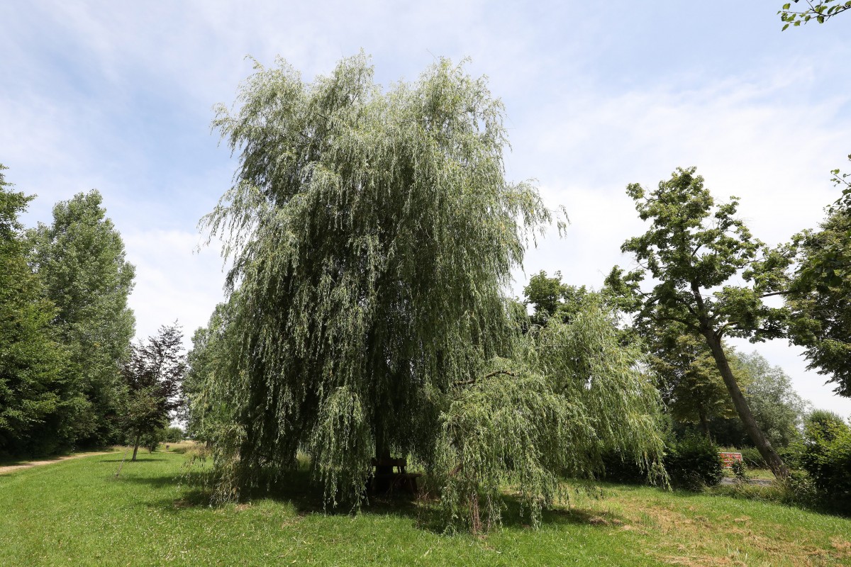 04.07.2018_Editpress_447115