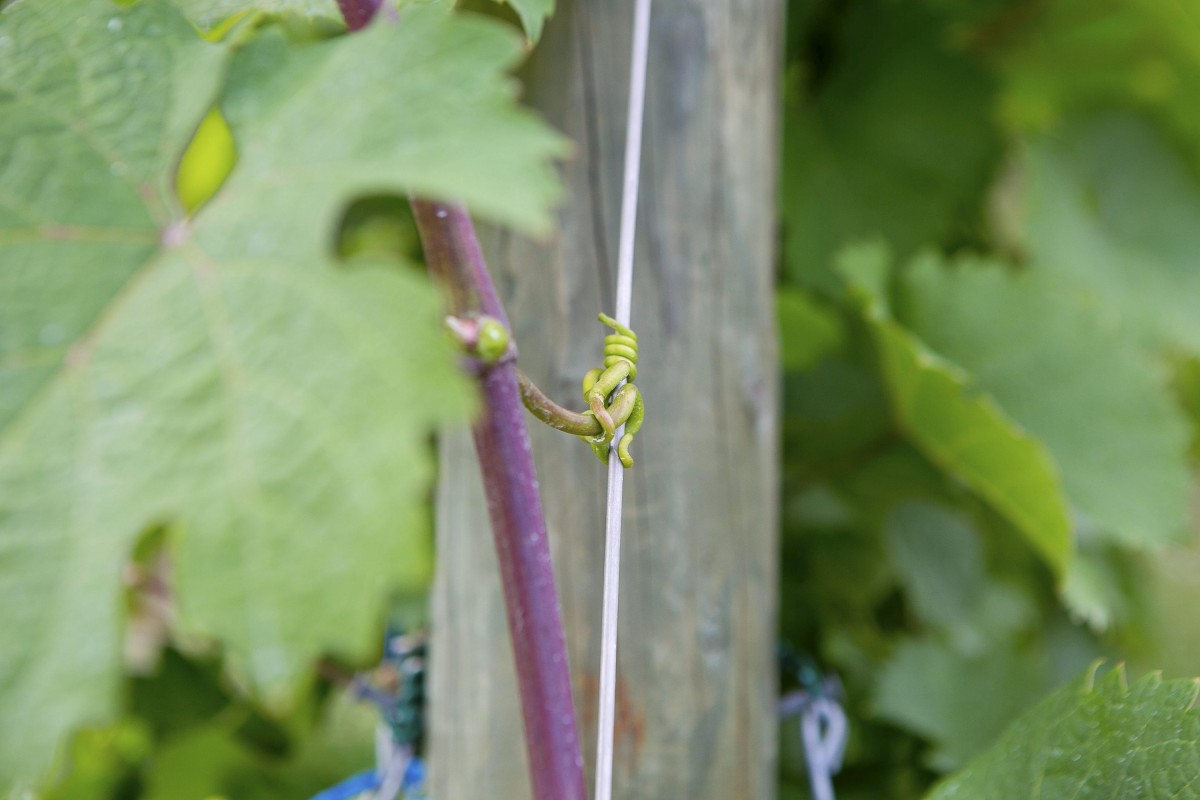 17.06.2018_Editpress_442952