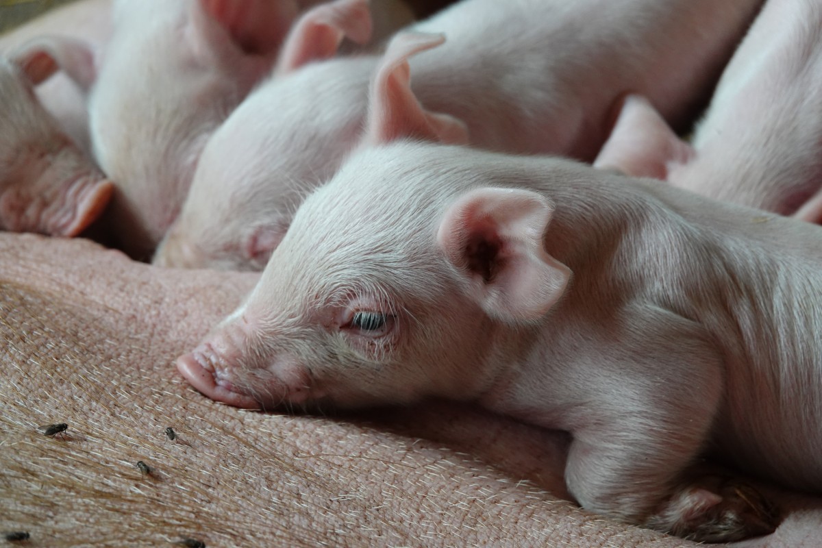 20180822 S Apemh Limpach François Besch 02