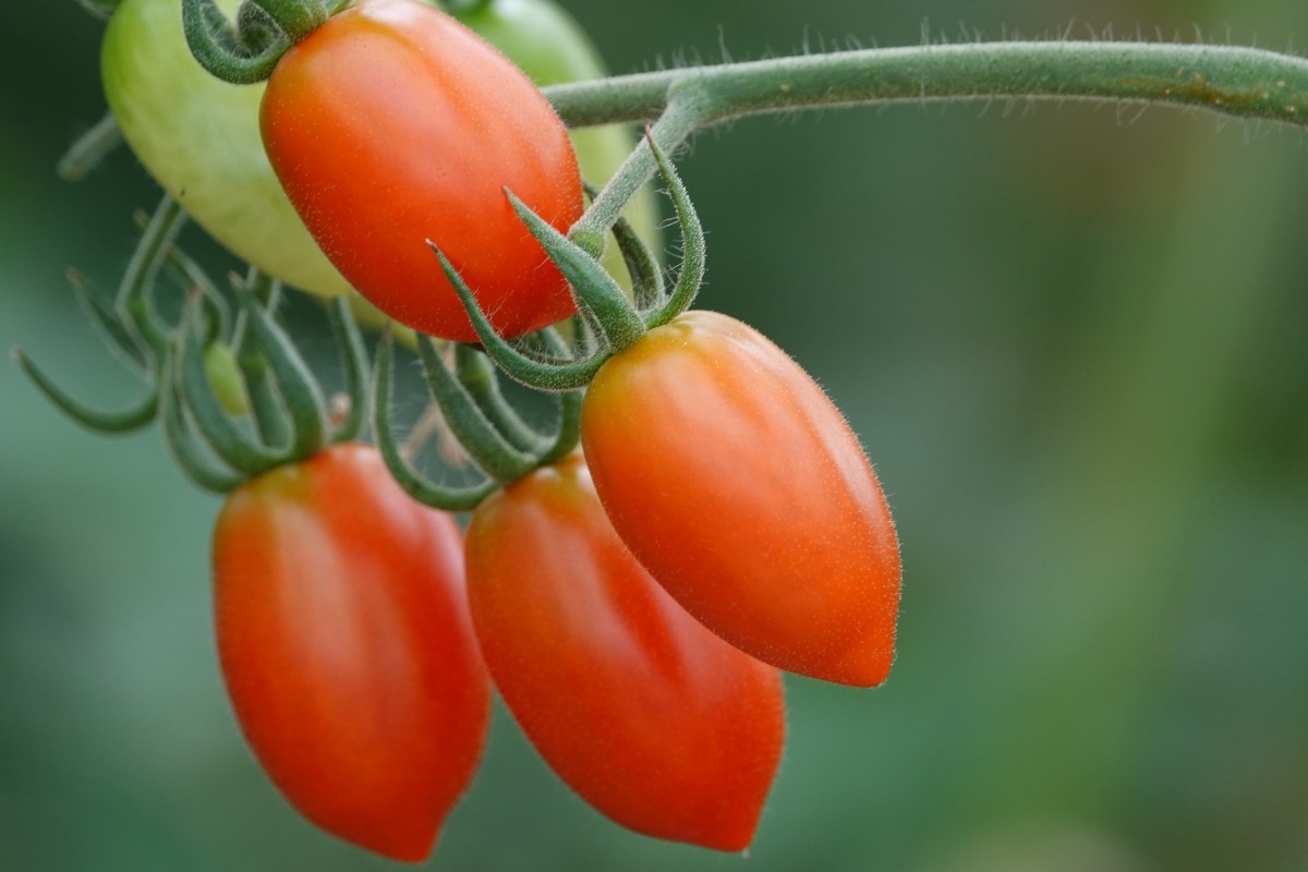 20180822 S Apemh Limpach François Besch 07