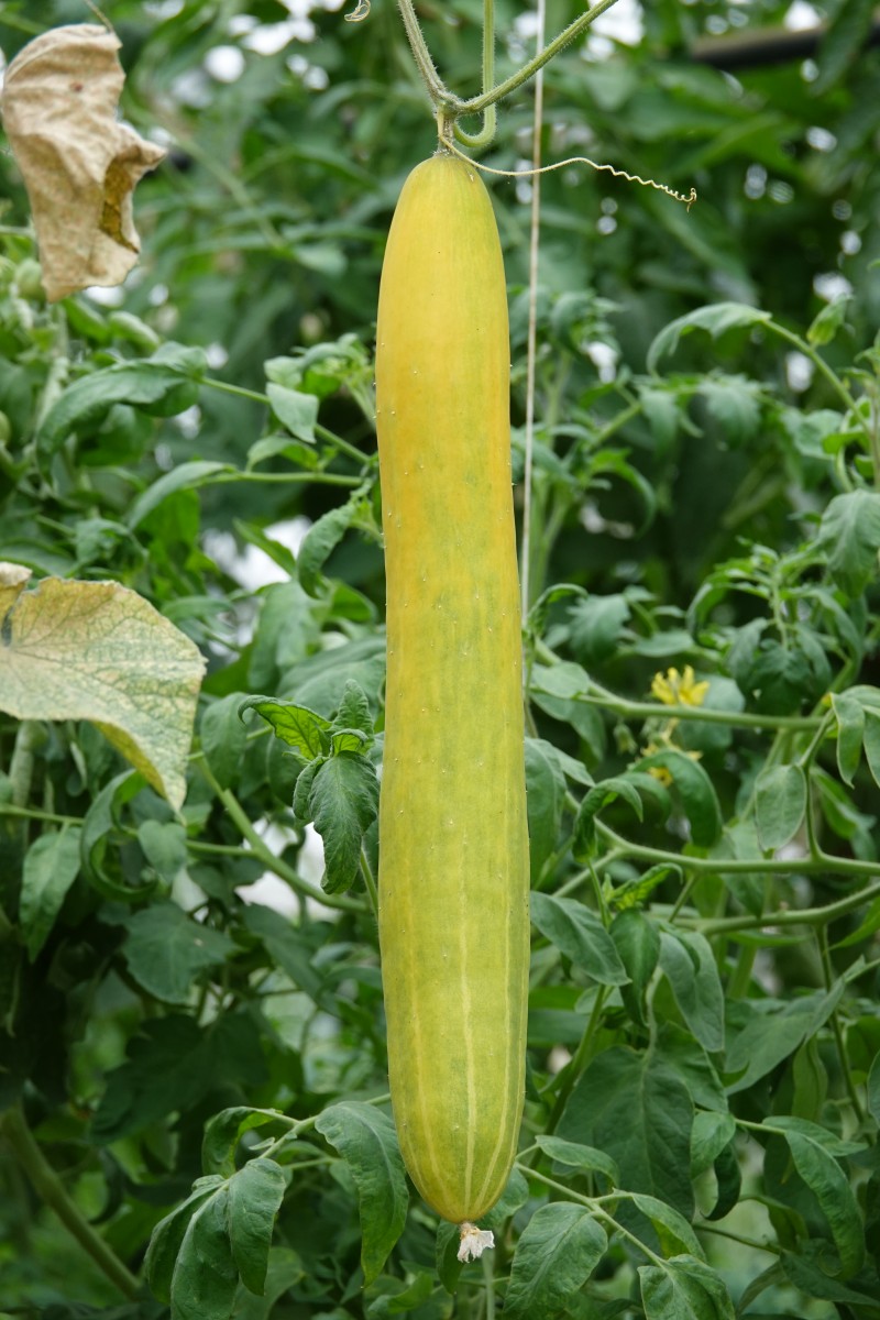 20180822 S Apemh Limpach François Besch 18