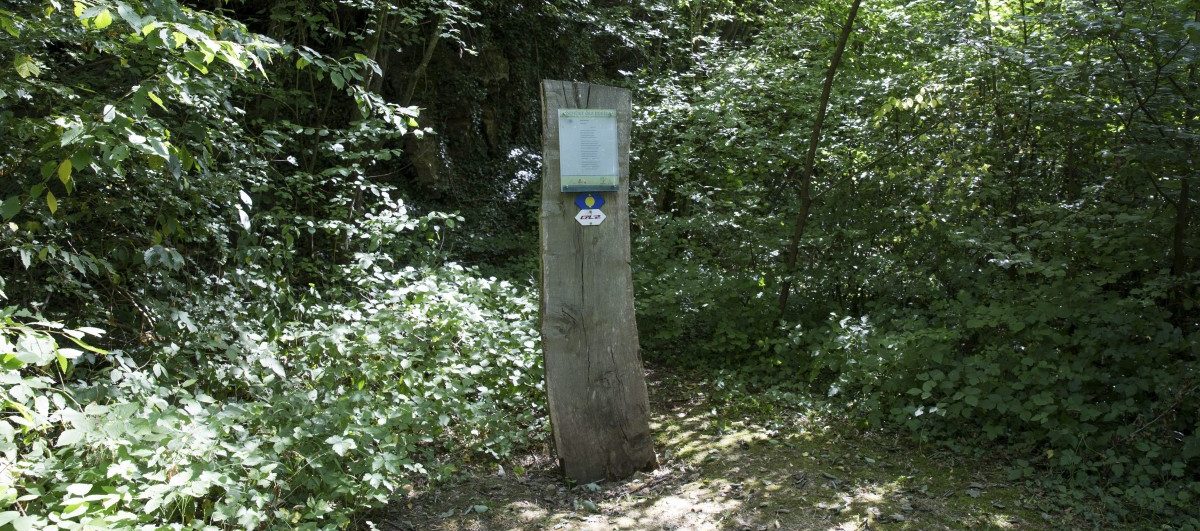 Dichter-Wald: Luxemburgische Poesie in zwölf Stationen