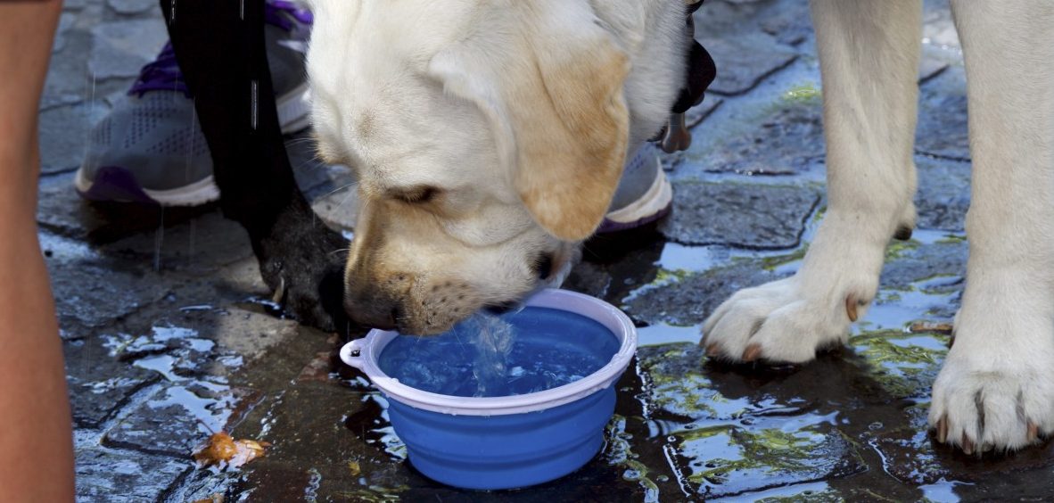 Affenhitze in Luxemburg - so bleiben unsere Vierbeiner glücklich