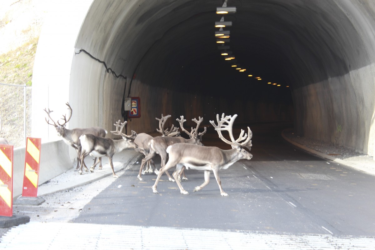 In Norwegen flüchten sogar Rentiere vor der Hitze – in die Autotunnel