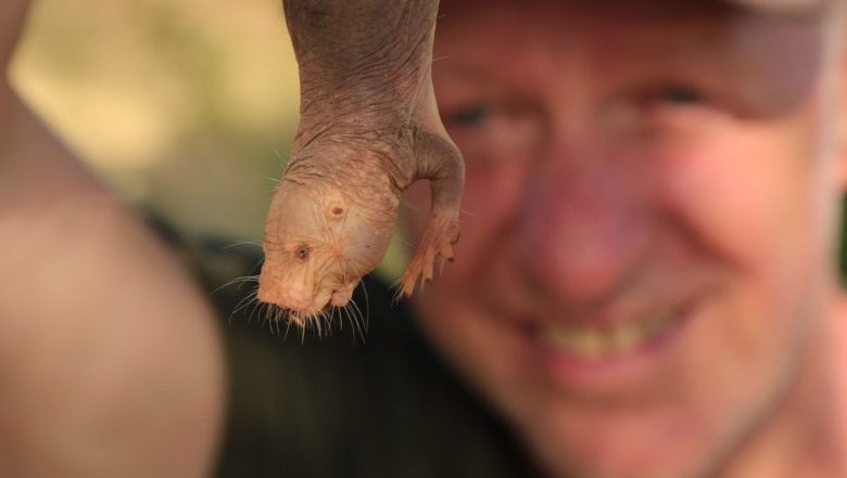 Nacktmulle und Weltherrschaft – Ein Dokumentarfilmer über seine Faszination