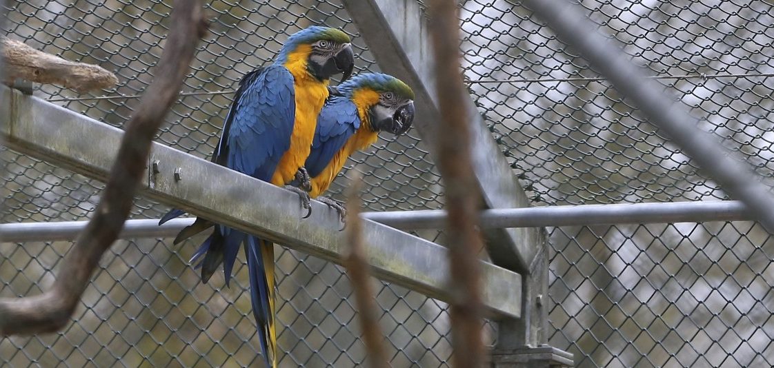 Papageiendame will nicht gerettet werden – und beschimpft Feuerwehr