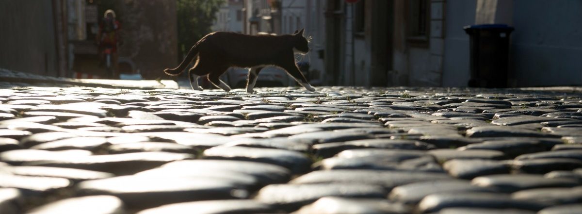 500 tote Tiere: Großbritannien jagt den Katzen-Mörder