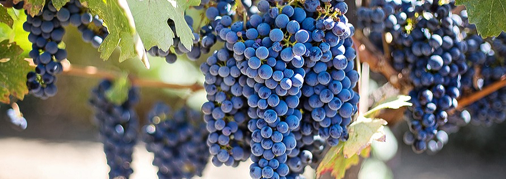 Champagner aus Norwegen? Das Klima verändert den Wein