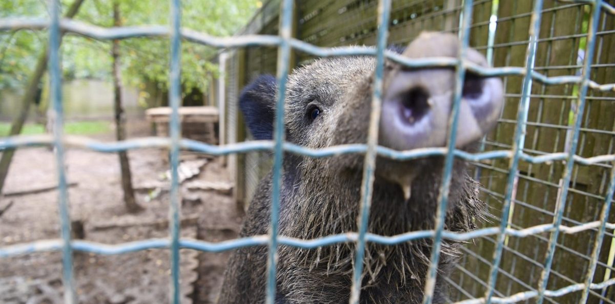 Düdelingen: Pflegestation für wilde Tiere wird größer und moderner
