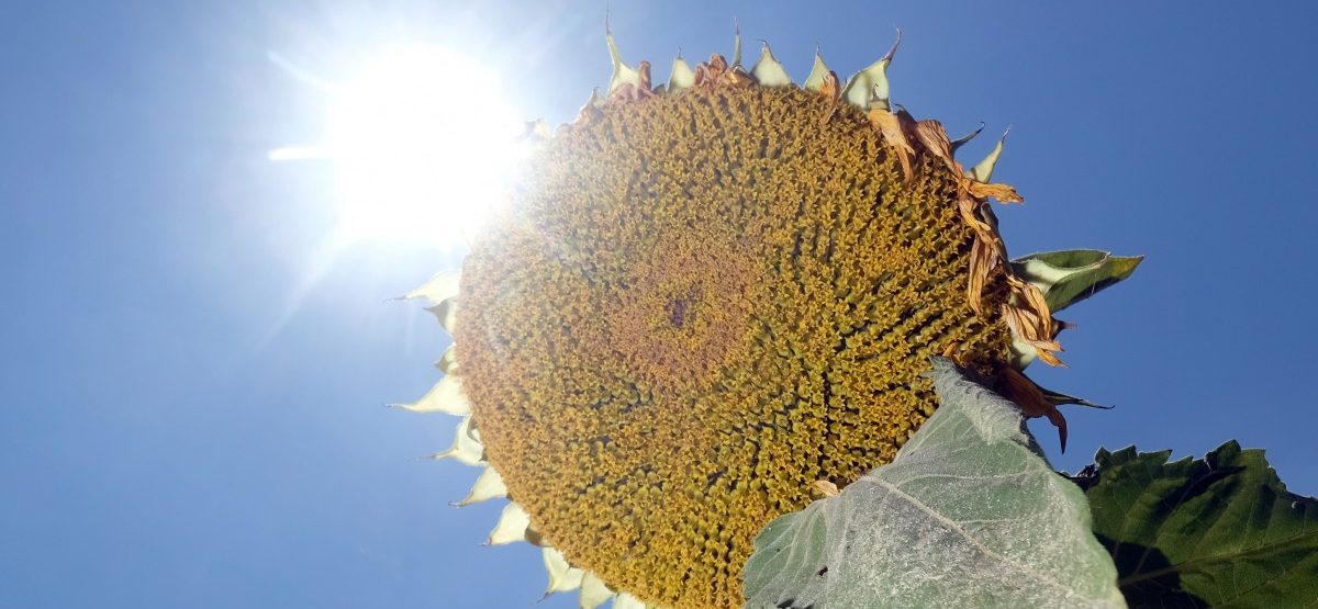 Ministerium: Hitzewelle forderte keine Todesopfer in Luxemburg