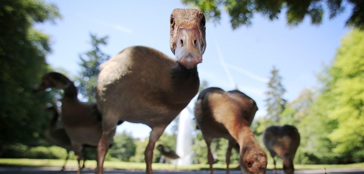 Nilgänse in Luxemburg: Unerforschte Neuzugänge