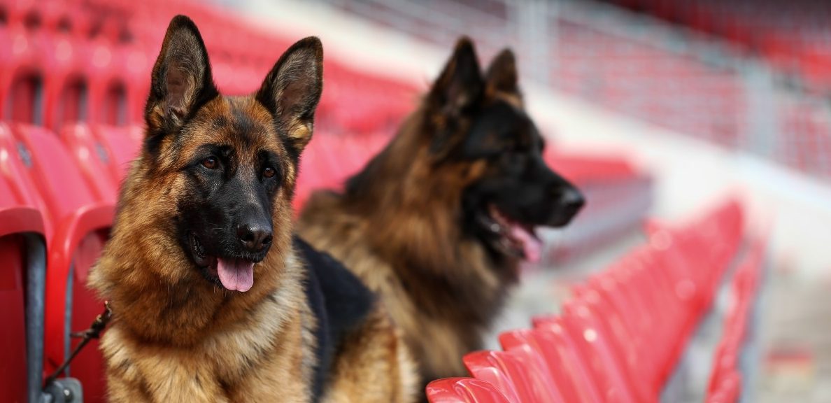 Nur noch halb so viele Welpen: Schäfern gehen die Hunde aus