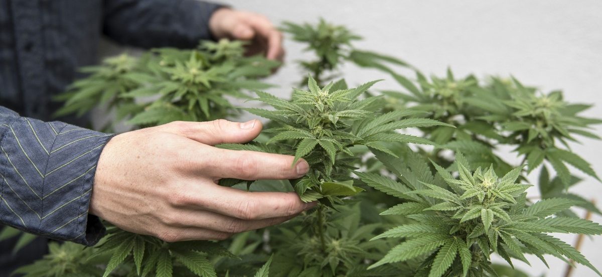 Bier und Gras? Brauereien wittern das große Geschäft mit Cannabis