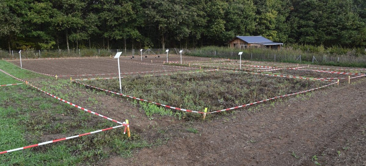 Wie 2.000 Quadratmeter einen Menschen ernähren können