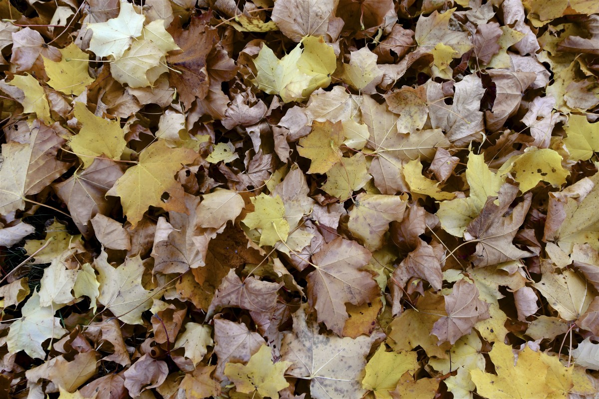 19.10.2018_Editpress_464960