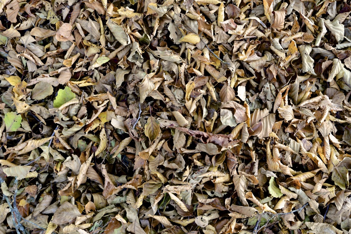 19.10.2018_Editpress_464963