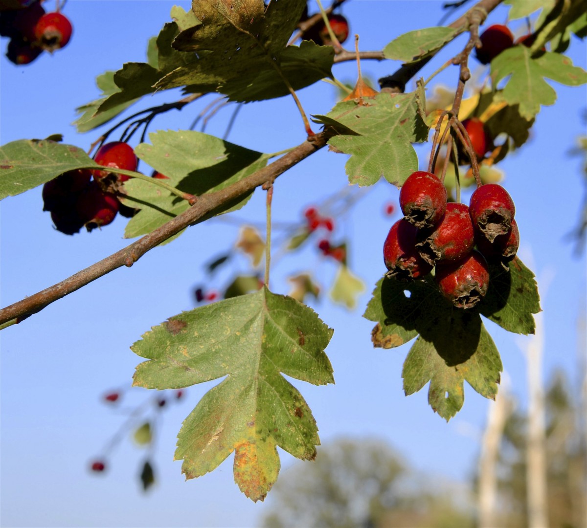 19.10.2018_Editpress_464964