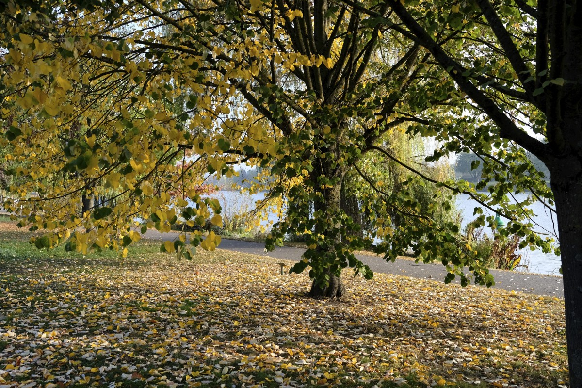 20.10.2018_Editpress_465118