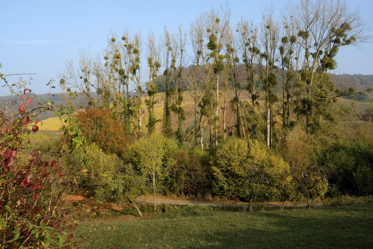 20.10.2018_Editpress_465122