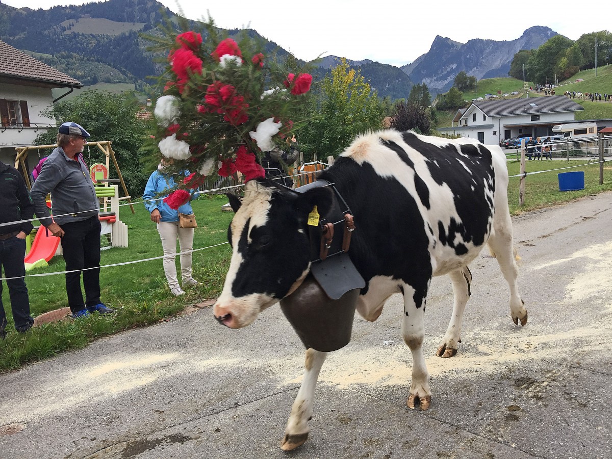 Almabzug in der Westschweiz: Gelebte Traditionen