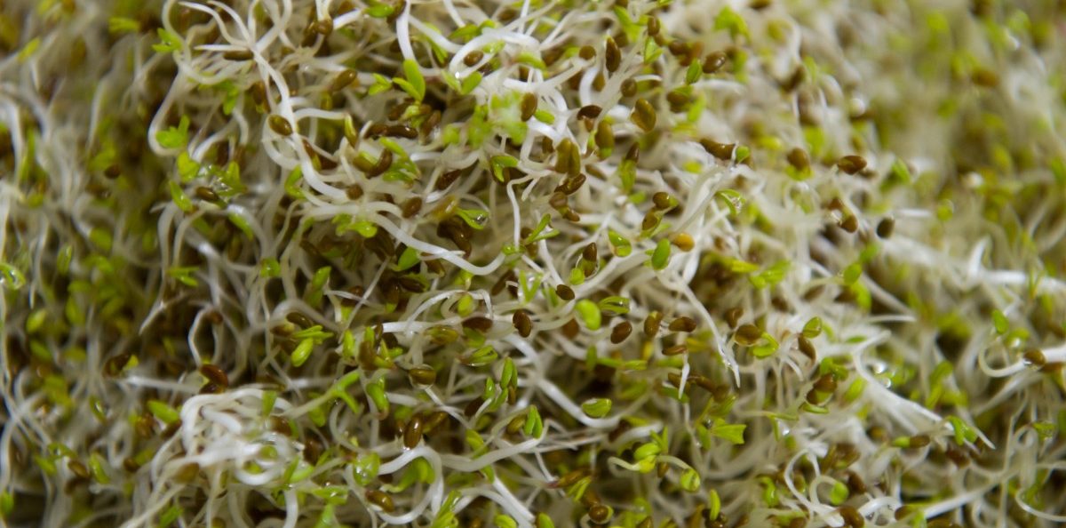 Produkte werden nach möglicher Keimbelastung von Bio-Sprossen zurückgerufen