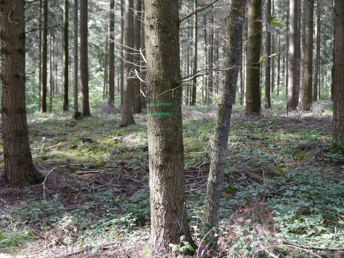 Rückegasse(Markierung)