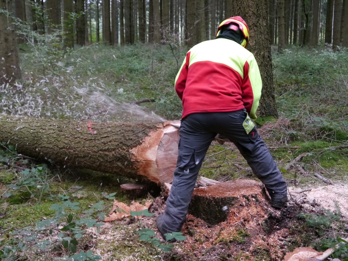 Waldarbeiter(Späne)